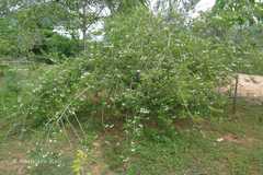 Clerodendrum aculeatum